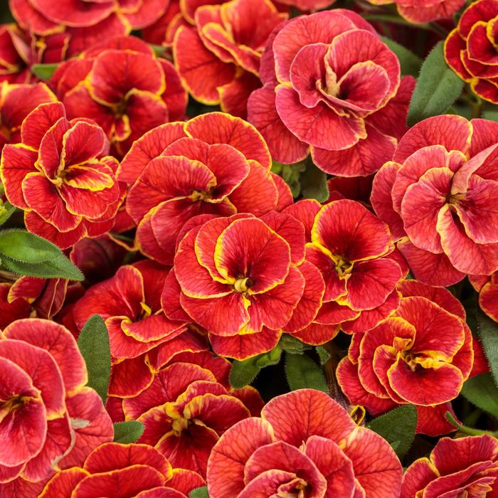 Superbells® 'Double Redstone™' - Calibrachoa 