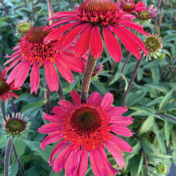 Coneflower - Echinacea Cara Mia™ 'Spicy'