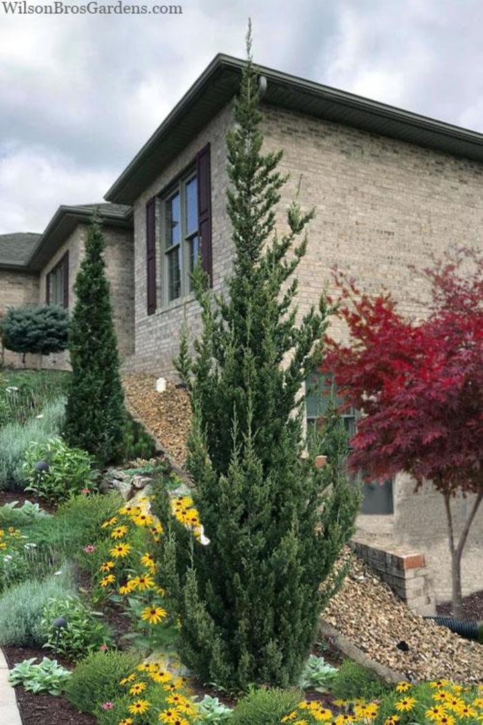 'Trautman' Juniper - Juniperus chinensis 'Trautman' 