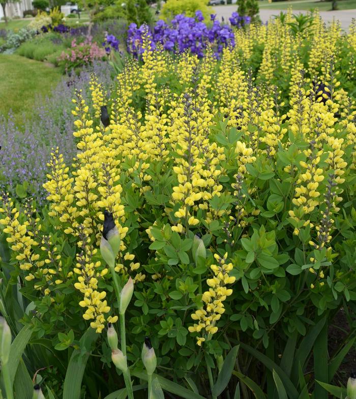 Decadence® 'Lemon Meringue' - Baptisia (False Indigo)