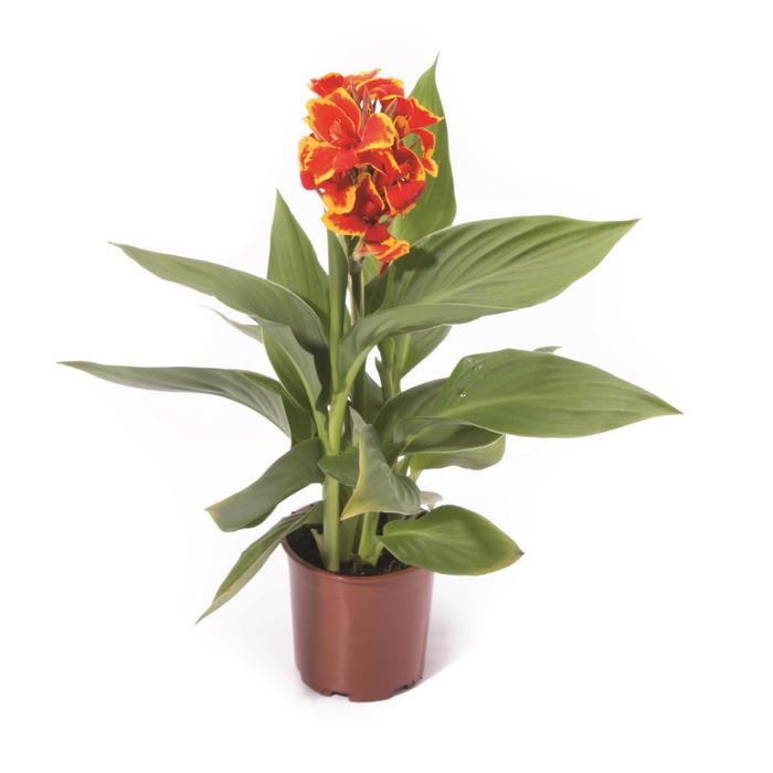 Canna - Canna Cannova® 'Red Golden Flame'