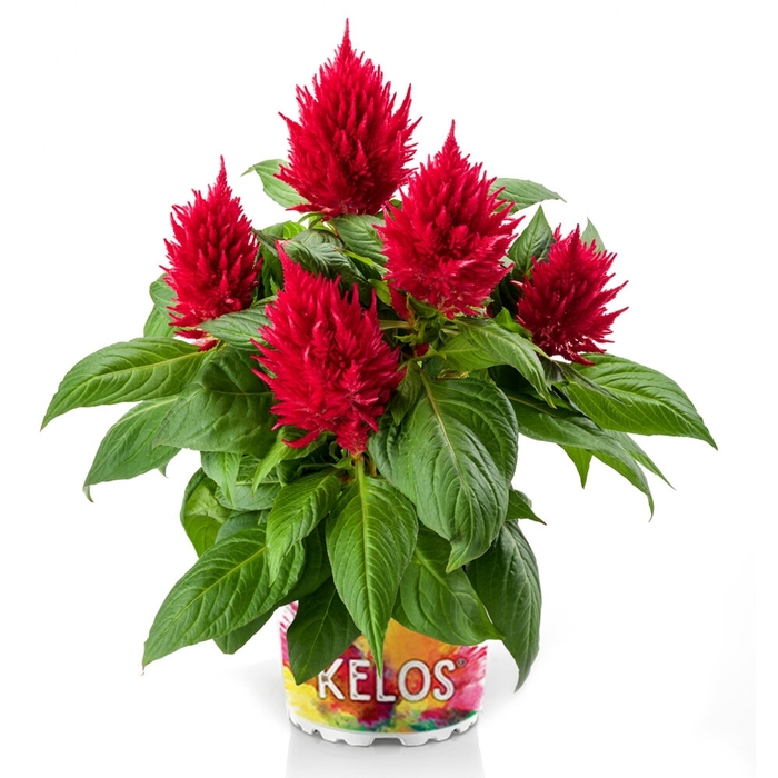 Celosia - Celosia Kelos® Fire Scarlet