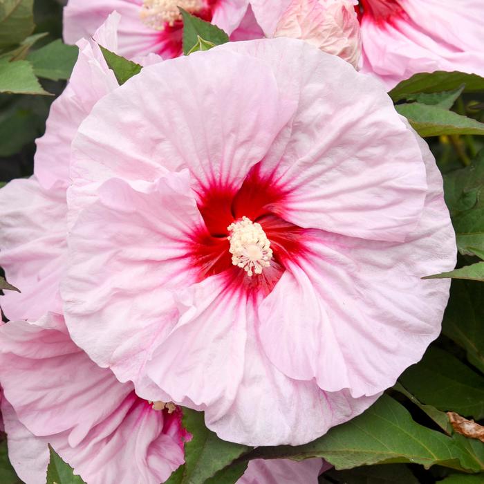 Summerific® 'All Eyes on Me' - Hibiscus (Rose Mallow) Summerific® 'All Eyes on Me' - Hibiscus (Rose Mallow)