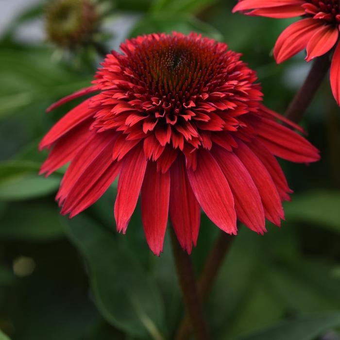 Coneflower - Echinacea Double Scoop™ 'Strawberry Deluxe'