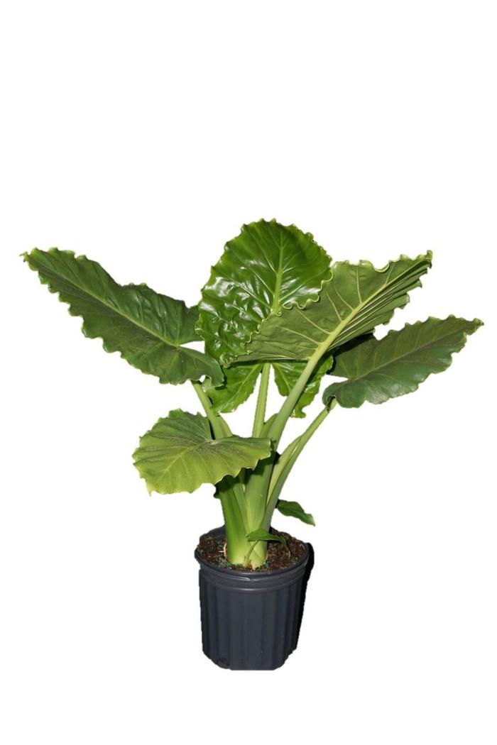 'Emerald Isle™' Elephant Ear - Alocasia hybrid 'Emerald Isle™' Elephant Ear - Alocasia hybrid