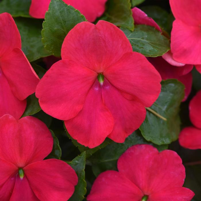 Impatiens - Impatiens walleriana Beacon® Lipstick