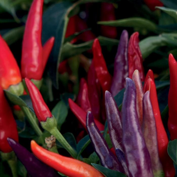 Ornamental Pepper - Capsicum annuum 'Sangria' 