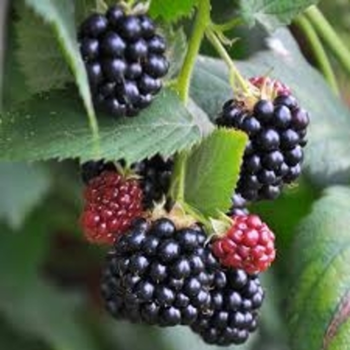 Blackberry - Rubus Bushel and Berry® 'Baby Cakes®'