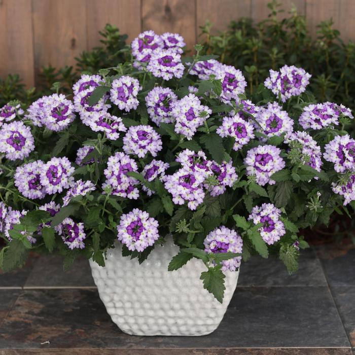 Superbena Sparkling® Amethyst - Verbena