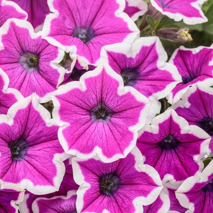 Supertunia® Hoopla™ Vivid Orchid - Petunia