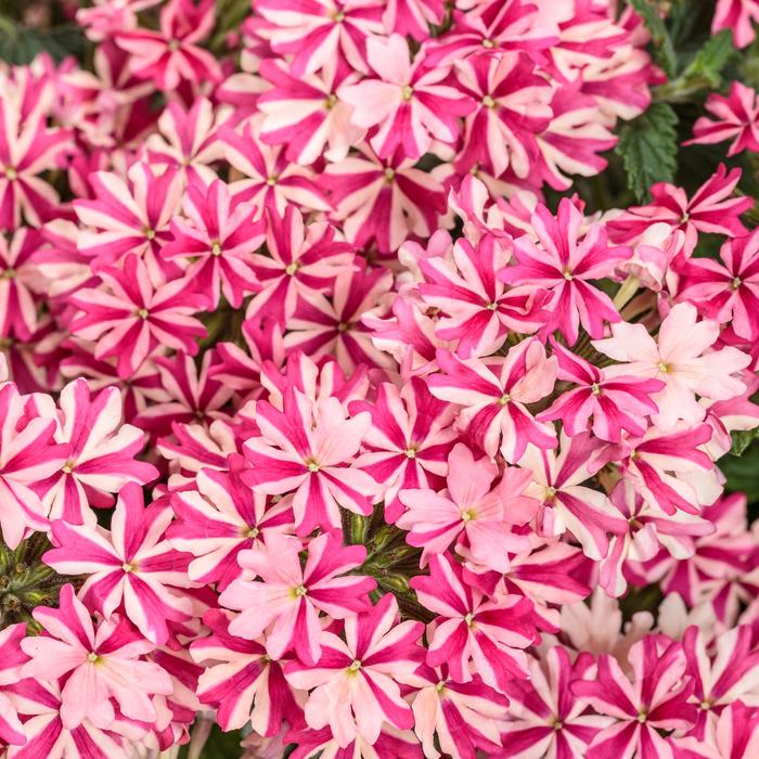 Superbena ® Cherryburst - Verbena Superbena ® Cherryburst - Verbena