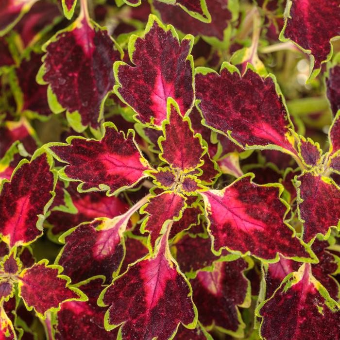 ColorBlaze® 'Cherry Drop' - coleus scutellarioides