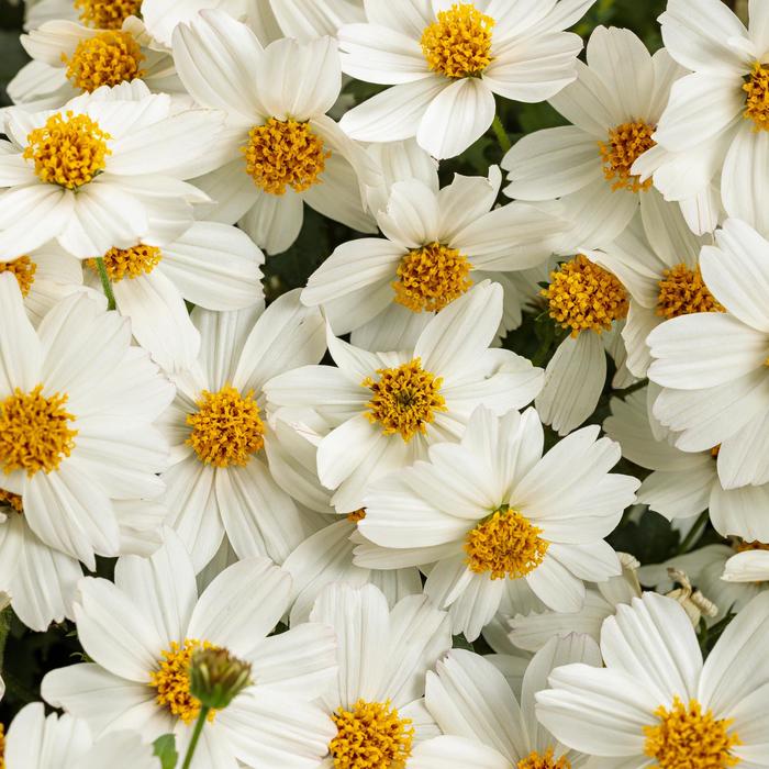 Campfire® Marshmallow™ - Bidens