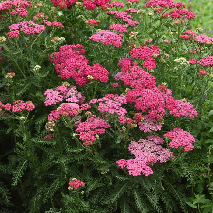 New Vintage™ Rose - Achillea millefolium (Yarrow)
