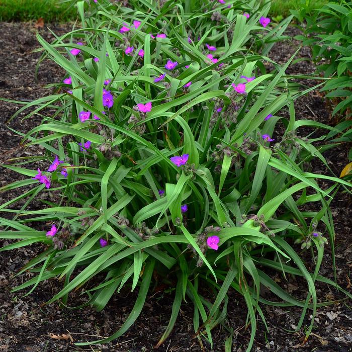 Spiderwort - Tradescantia 'Tough Love' Spiderwort - Tradescantia 'Tough Love'
