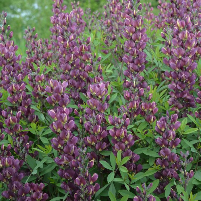 False Indigo - Baptisia 'Burgundy Blast' 