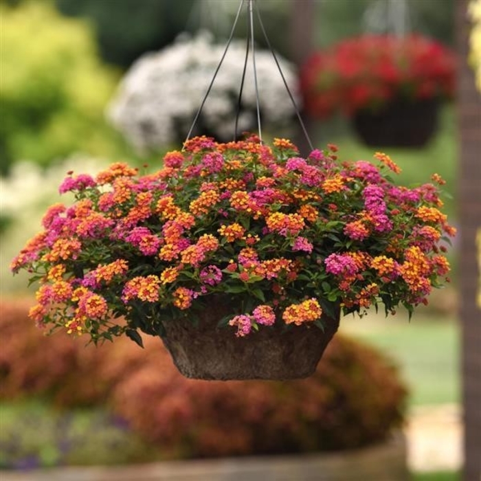 Lantana - Lantana camara Bloomify™ 'PassionFruit' Lantana - Lantana camara Bloomify™ 'PassionFruit'