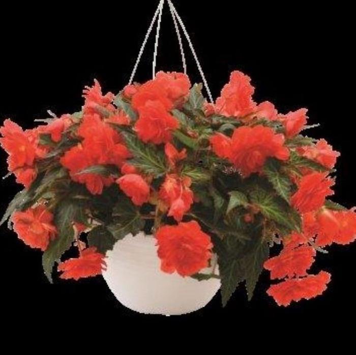 Begonia - Begonia I'conia® 'Miss Miami'