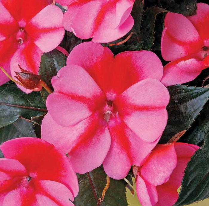 SunPatiens® Compact Red Candy® - Impatiens SunPatiens® Compact Red Candy® - Impatiens