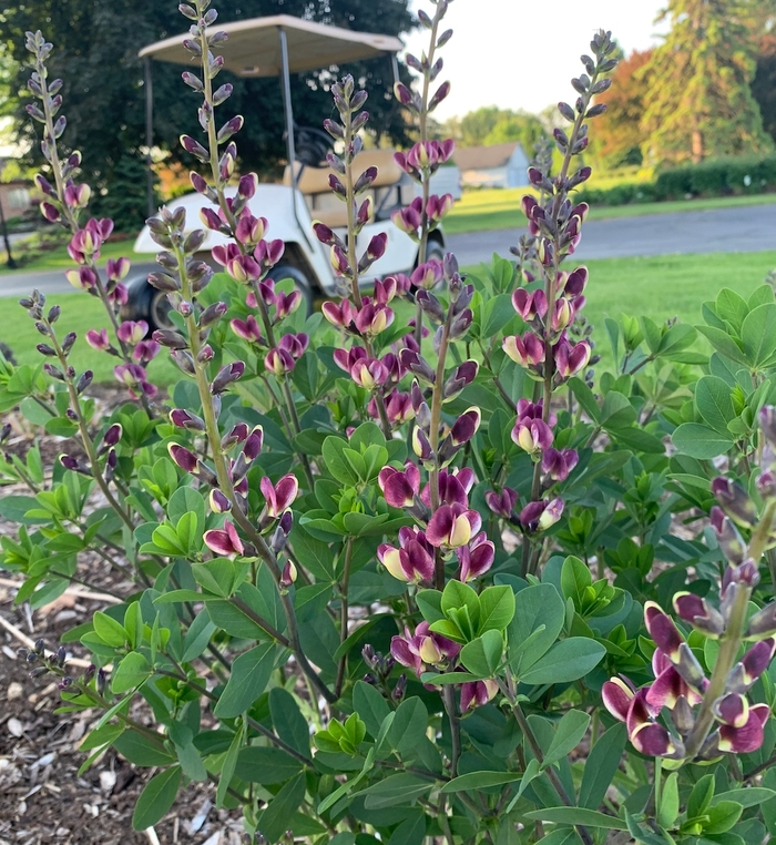 False Indigo - Baptisia 'Grape Escape' 