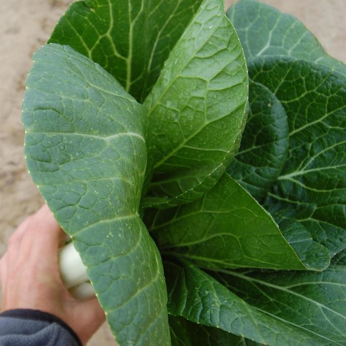 Pak Choi - Brassica rapa var. chinensis 'Bopak' Pak Choi - Brassica rapa var. chinensis 'Bopak'