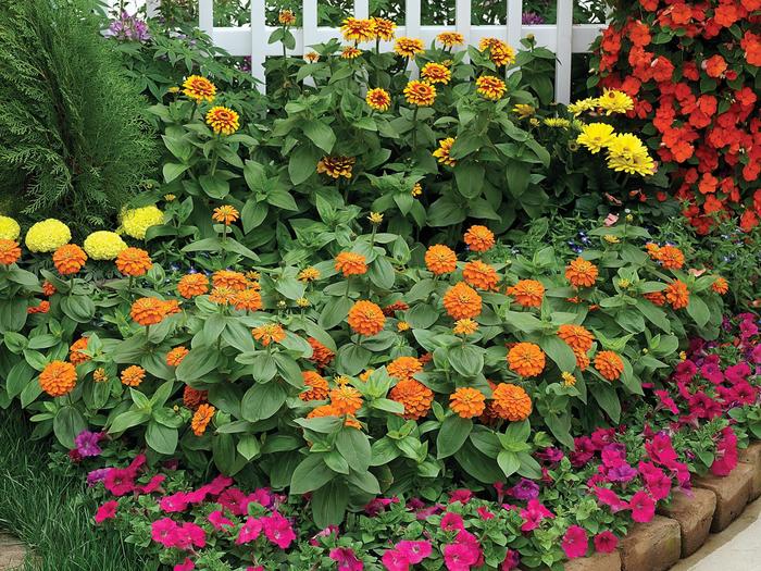 Zinnia - Zinnia elegans 'Magellan Orange' Zinnia - Zinnia elegans 'Magellan Orange'