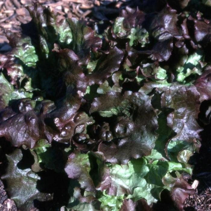 Lettuce - Lactuca sativa 'Red Sails' Lettuce - Lactuca sativa 'Red Sails'