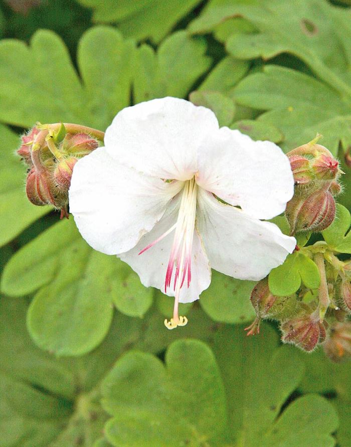 Cranesbill - Geranium x cantabrigiense 'St. Ola' Cranesbill - Geranium x cantabrigiense 'St. Ola'
