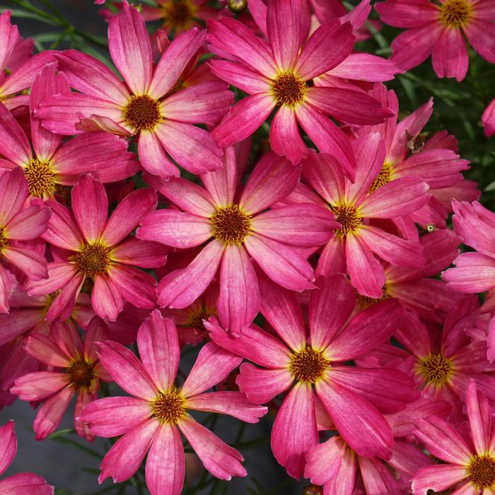 Tickseed - Coreopsis Permathread™ 'Sweet Tart'