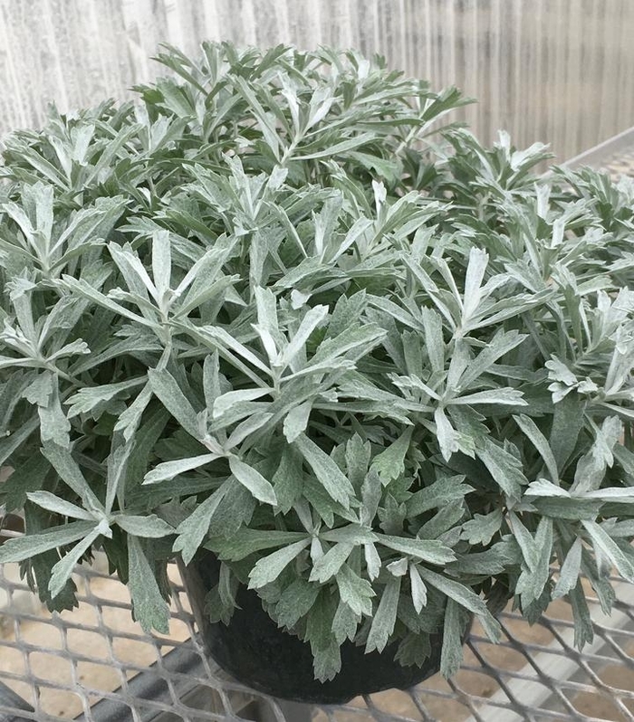 Wormwood - Artemisia 'Garden Ghost™' Wormwood - Artemisia 'Garden Ghost™'