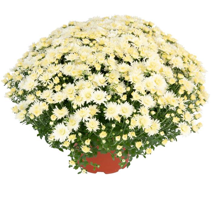 Norah™ White Garden Mum - Chrysanthemum x morifolium Norah™ White Garden Mum - Chrysanthemum x morifolium