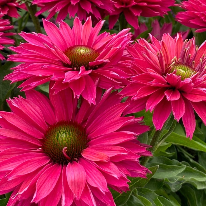 Coneflower - Echinacea 'SunSeekers Sweet Fuchsia' 