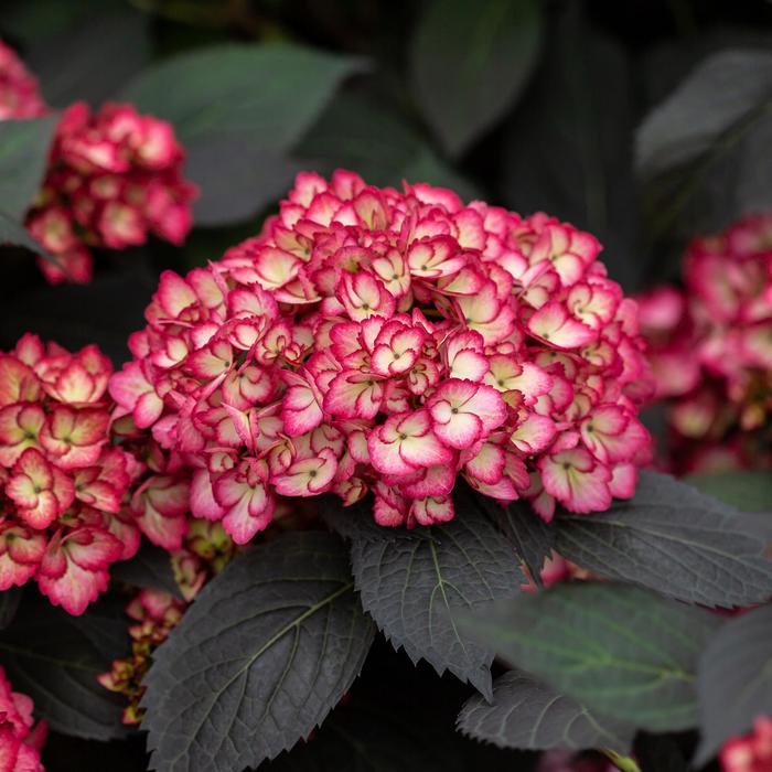 Eclipse® Bigleaf Hydrangea - Hydrangea macrophylla