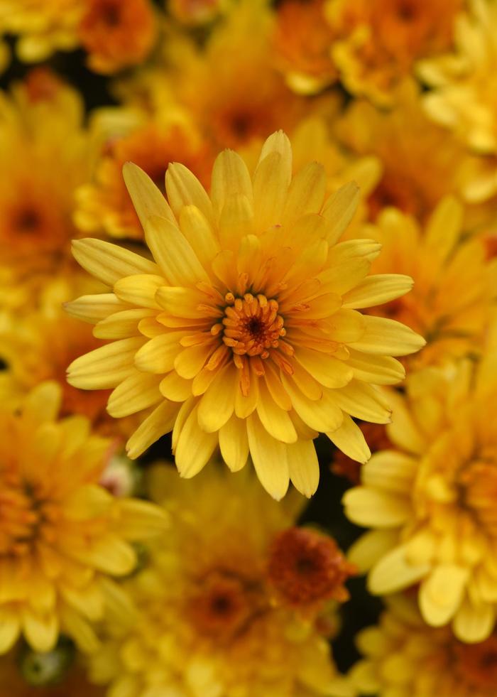'Cosmic Solar Yellow' Garden Mum - Chrysanthemum x morifolium 'Cosmic Solar Yellow' Garden Mum - Chrysanthemum x morifolium