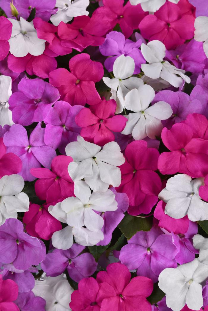 Beacon® 'Chicago Mix' - Impatiens walleriana Beacon® 'Chicago Mix' - Impatiens walleriana