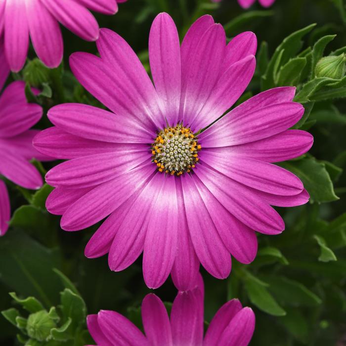 Osteospermum Zion™ Pink Orbit | Osteospermum | Ebert's Greenhouse