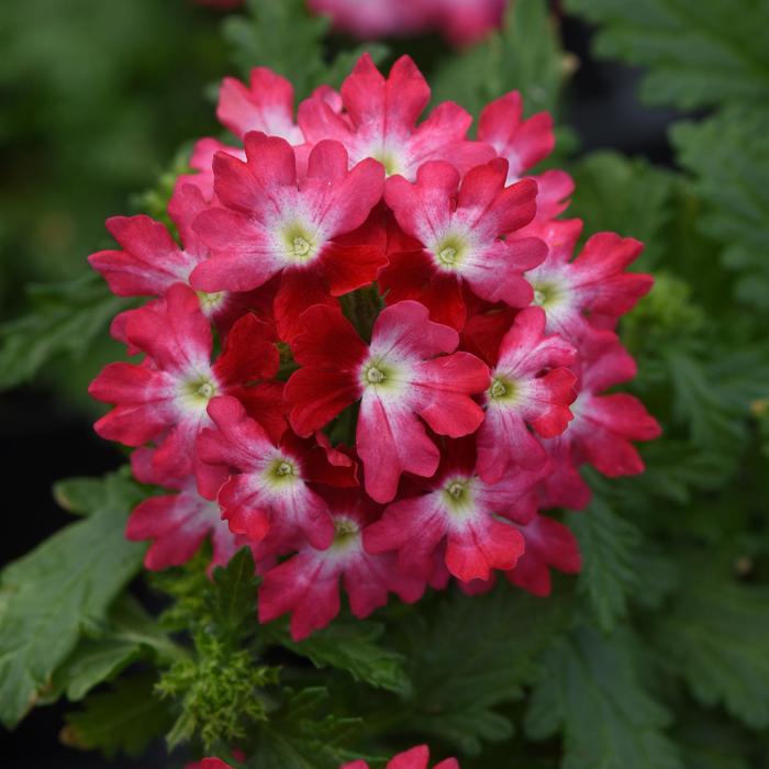 Verbena - Verbena hybrid Beats™ Red White