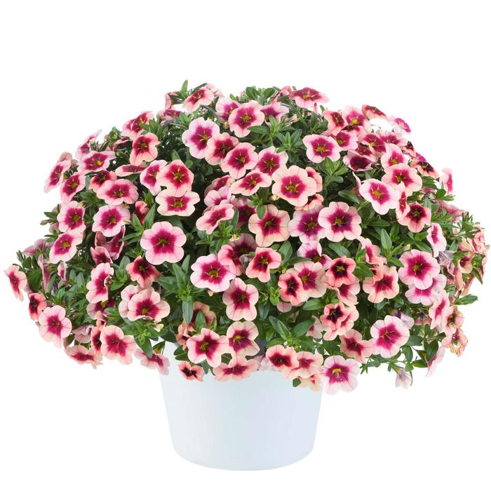 Eyeconic™ Strawberry - Calibrachoa Eyeconic™ Strawberry - Calibrachoa