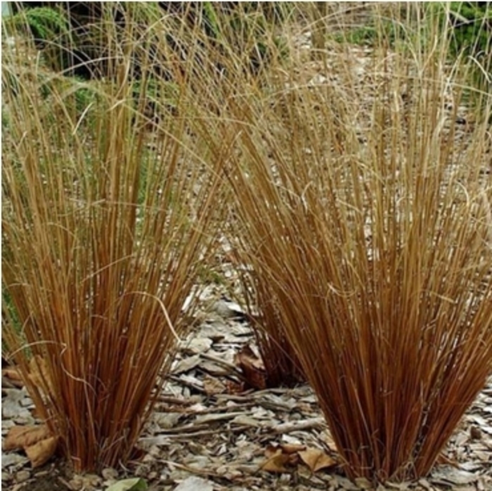 Sedge - Carex buchananii 'Firefox'