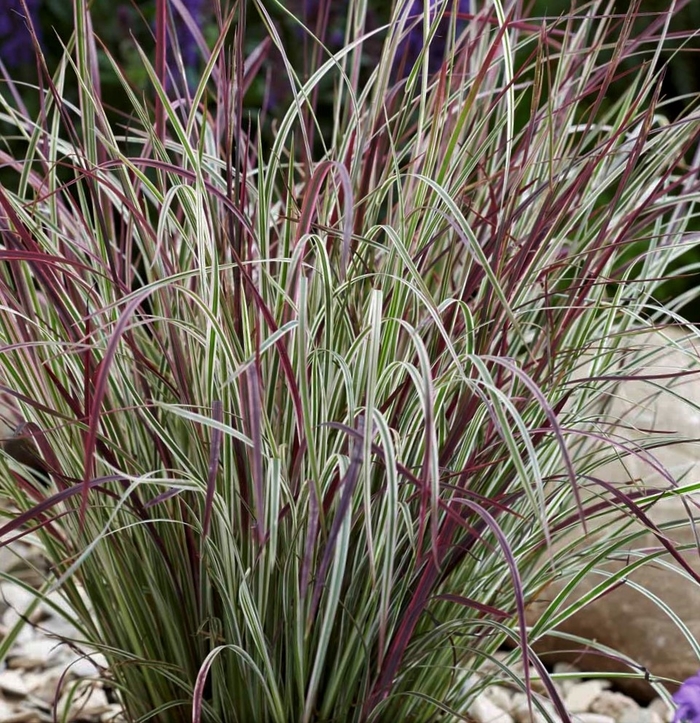Little Bluestem Grass - Schizachyrium scoparium 'Chameleon' Little Bluestem Grass - Schizachyrium scoparium 'Chameleon'