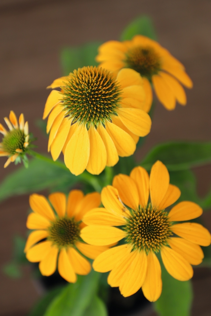 Coneflower - Echinacea purpurea PollyNation™ Yellow Coneflower - Echinacea purpurea PollyNation™ Yellow