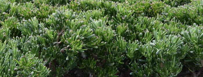 'Hobbit' - Crassula ovata 'Hobbit' - Crassula ovata