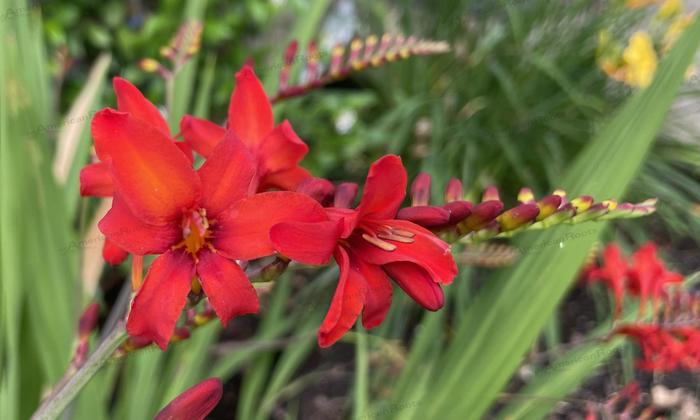 Montbretia - Crocosmia 'Diablito' Montbretia - Crocosmia 'Diablito'