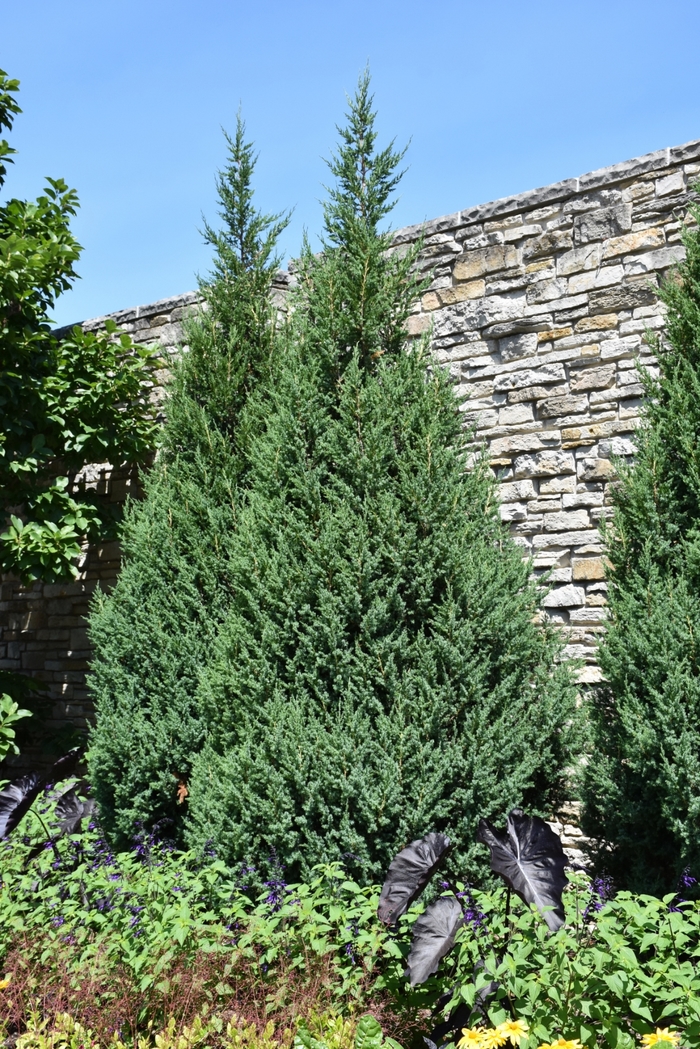 'Star Power®' Juniper - Juniperus 'Star Power®'