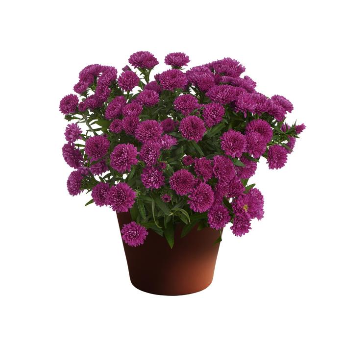 Aster - Aster novi-belgii Showmakers® Magenta