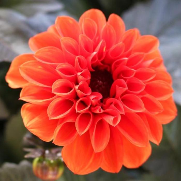 'Temptation Orange' - Dahlia 'Temptation Orange' - Dahlia