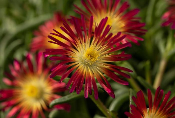 Iceplant - Delosperma cooperi Delmara&trade; Fuchsia