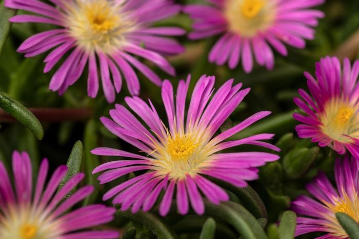 Iceplant - Delosperma cooperi Delmara&trade; Pink 