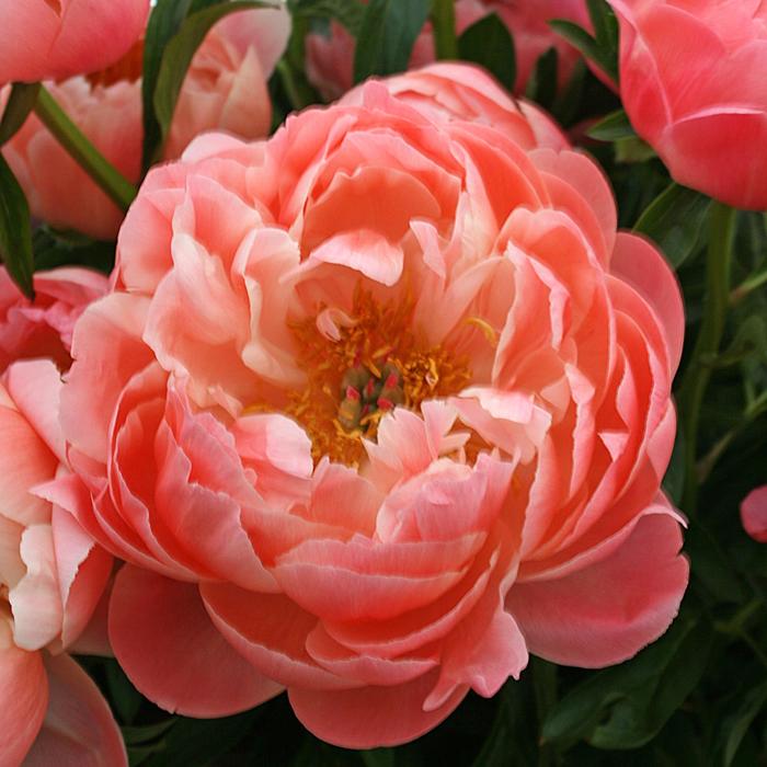 Garden Peony - Paeonia 'Coral Sunset' Garden Peony - Paeonia 'Coral Sunset'