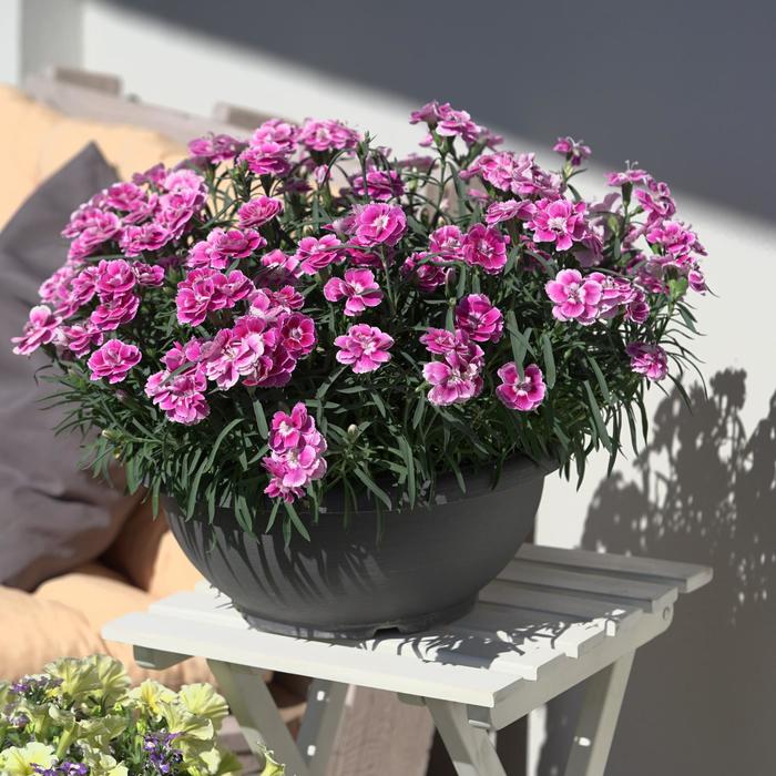 Capitán&trade; Magnifica - Dianthus